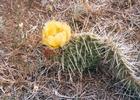 Cactus flower