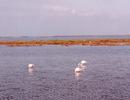 Flamingos