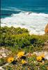 Hermanus