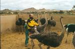 Tortured Ostrich