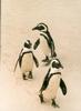 Penguins