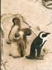 babypengs