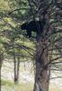 Bear upa tree