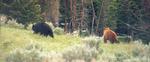 Bears leaving