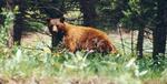 Big brown bear