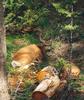Doe a deer