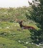 Elk 2