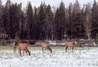 Elk