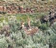 Ground squirrels