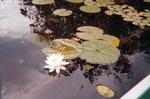 Waterlily