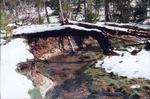 Scene from Yellowstone