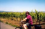 Vine, vine everywhere and not a drop to drink!