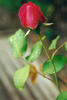 A rose