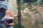 Feeding the goats
